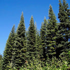 Essenciagua Giant Fir Organic Essential Oil, 5ml - Elliotti