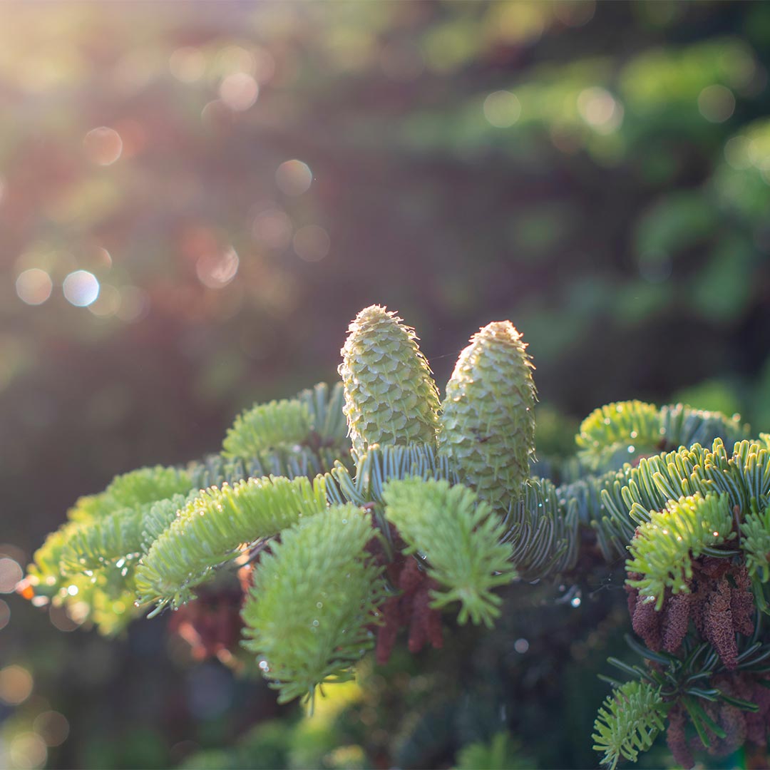 Essenciagua Giant Fir Organic Hydrosol, 250ml - Elliotti