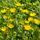 Ad Naturam Inula Organic Essential Oil, 2 ml - Elliotti