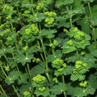 Herbiolys Lady’s Mantle Organic Fresh Extract, 50ml - Elliotti