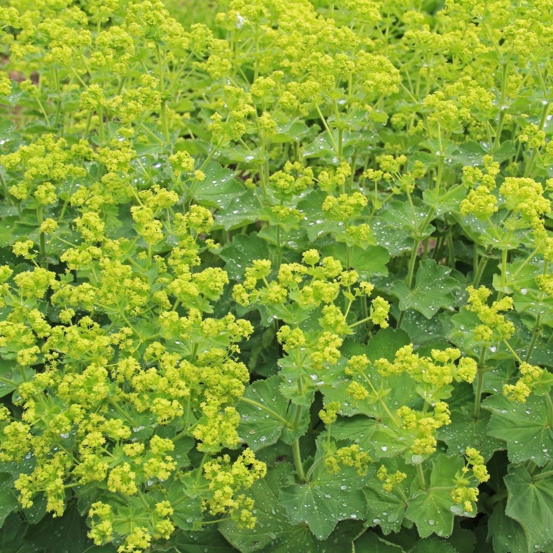 Bioptimal Lady's Mantle Organic Infusion - Elliotti