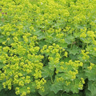 Bioptimal Lady's Mantle Organic Infusion - Elliotti