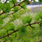 Essenciagua Larch Organic Essential Oil, 5 ml - Elliotti