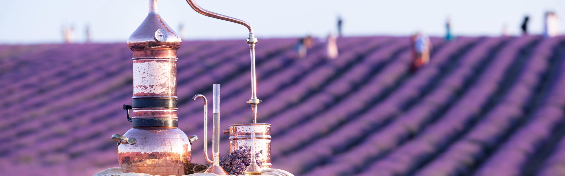 A copper distiller equipment standing on a table in front of a rows of Lavender plants