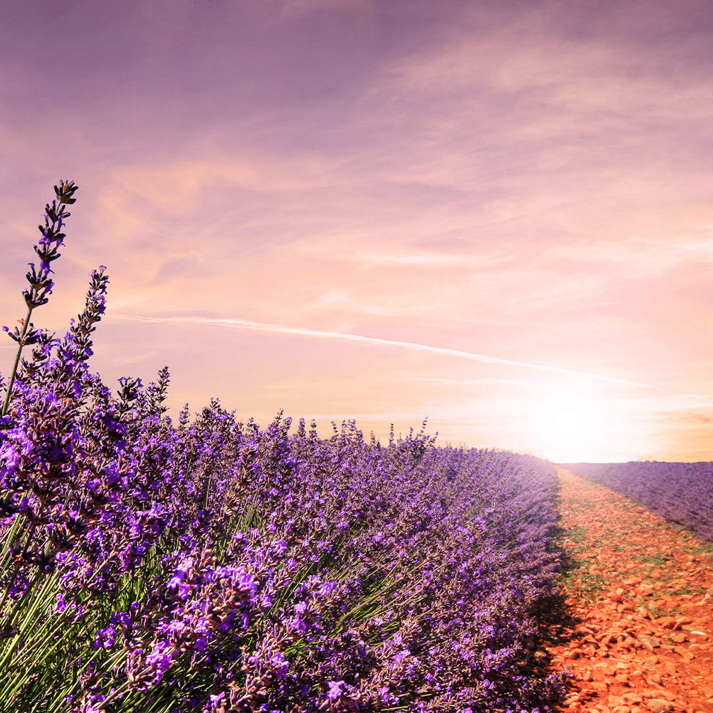 A beautiful lavender field in sunset in south of France - Provence