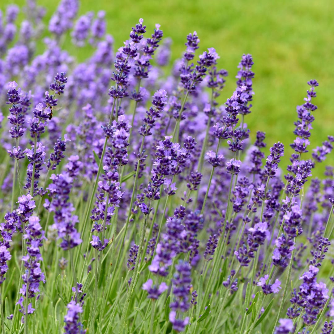 Laboratoire Propos'Nature Lavender True Organic Essential Oil, 10ml - Elliotti