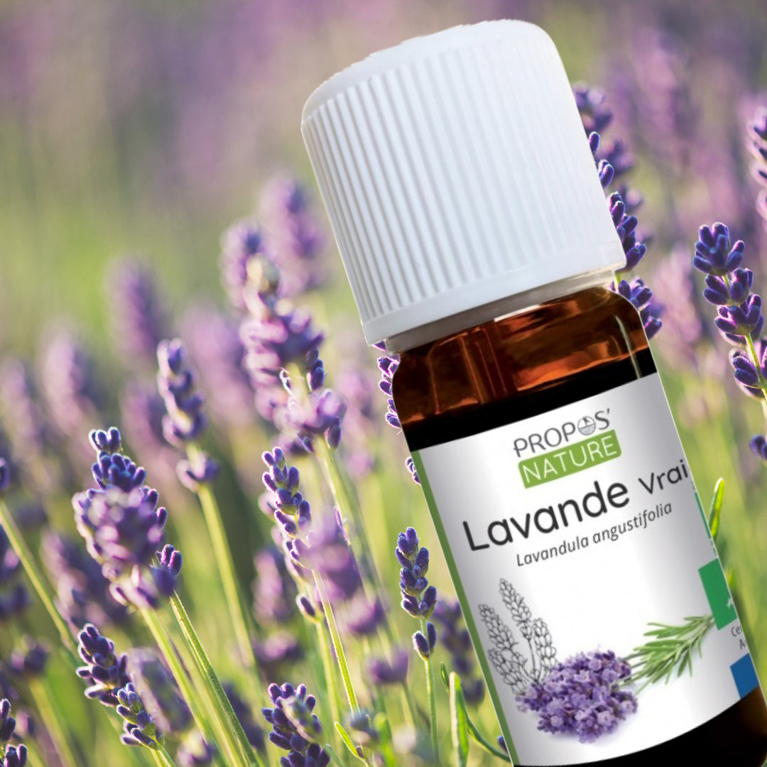 Lavendel