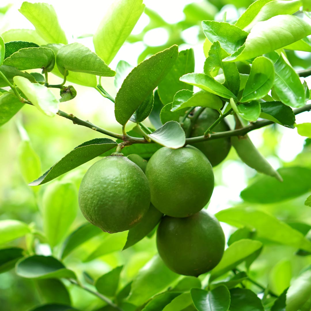 Innobiz Lime Organic Essential Oil, 10ml - Elliotti