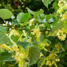 Bioptimal Linden Bracts Organic Infusion, 35g - Elliotti