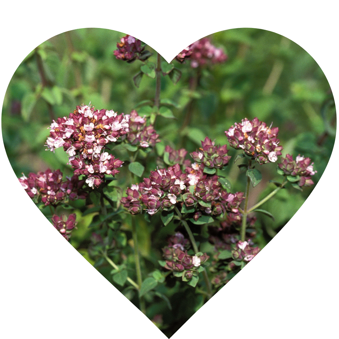 A heart shaped image of a Marjoram plant