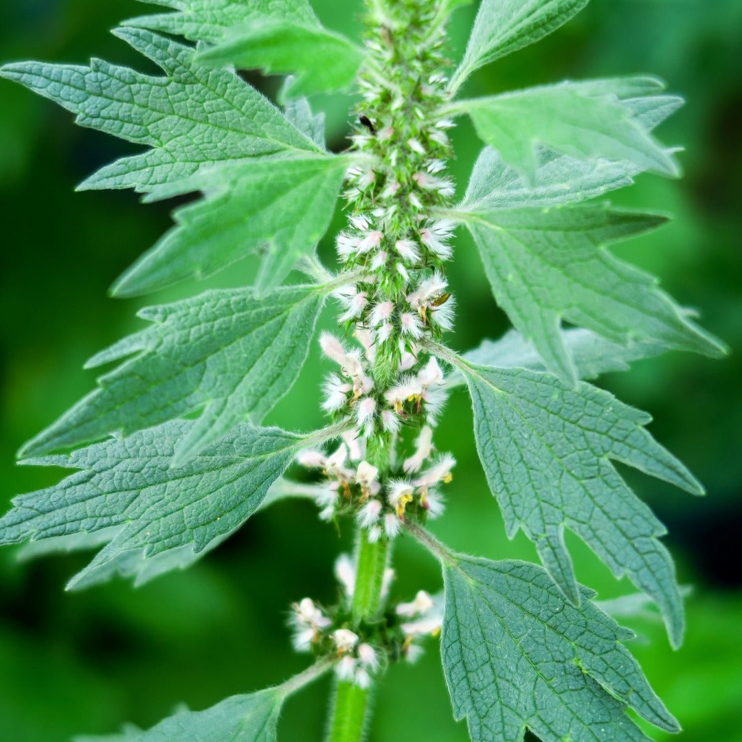 Herbiolys Motherwort Organic Fresh Extract, 50 ml - Elliotti
