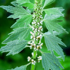 Herbiolys Motherwort Organic Fresh Extract, 50 ml - Elliotti