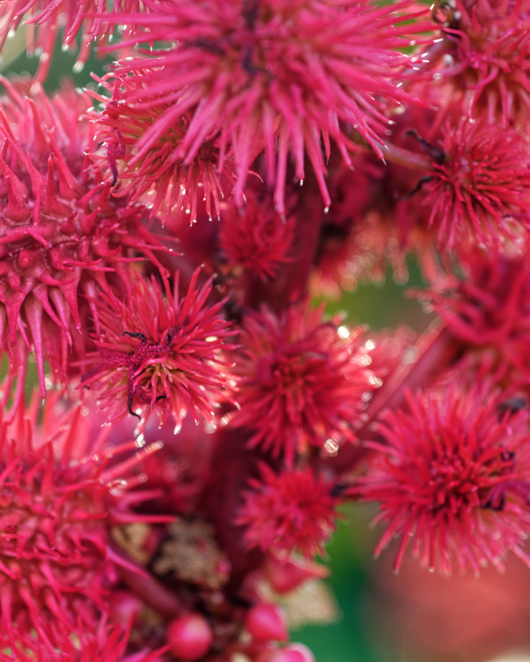 Elliotti Nature’s Kiss - Organic Lip Plumper - Elliotti