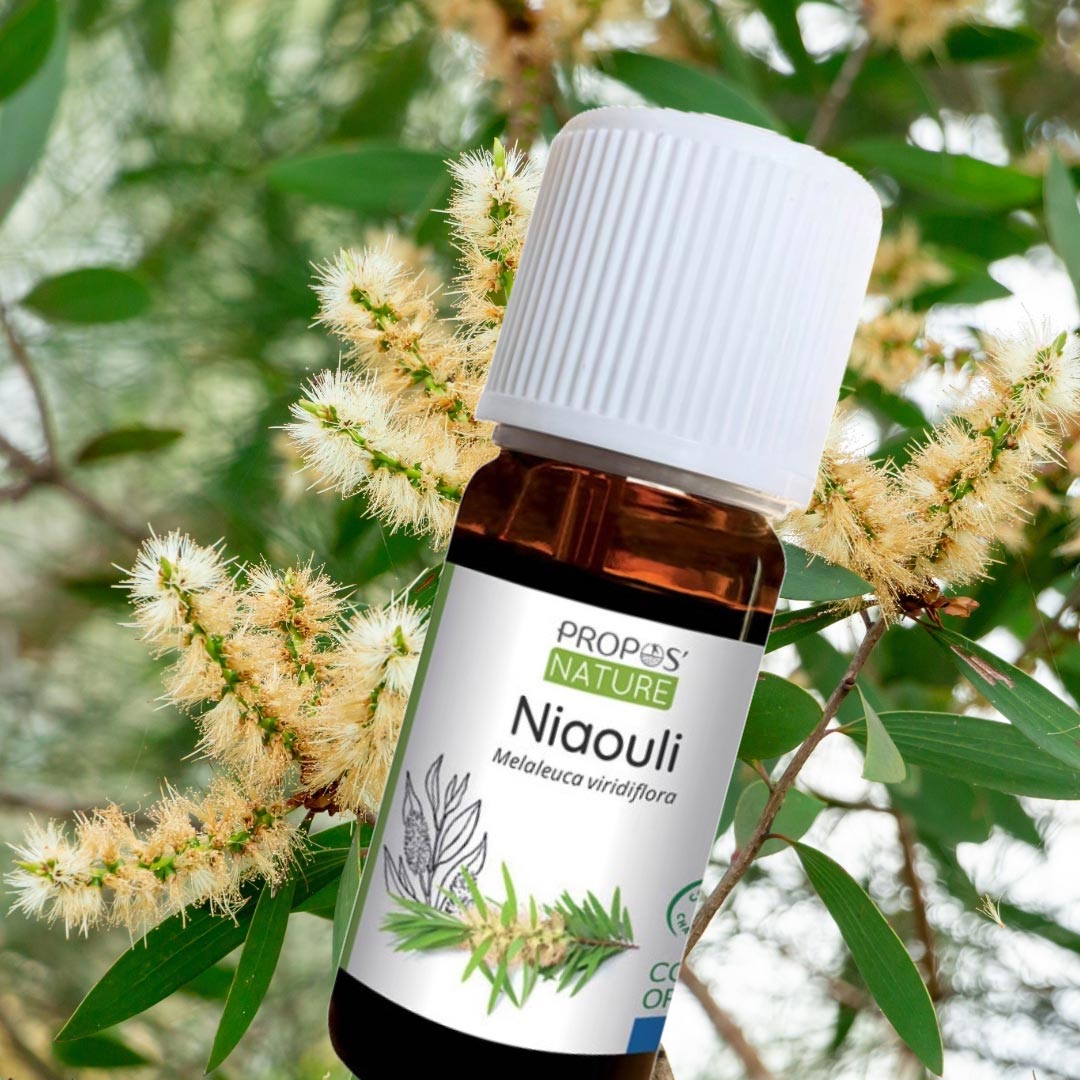 Niaouli