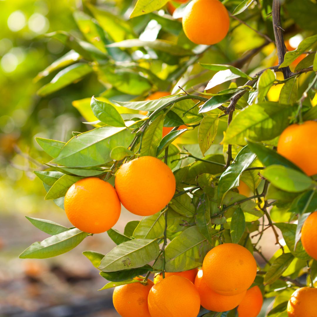 Laboratoire Propos'Nature Orange Sweet Organic Essential Oil, 10ml - Elliotti
