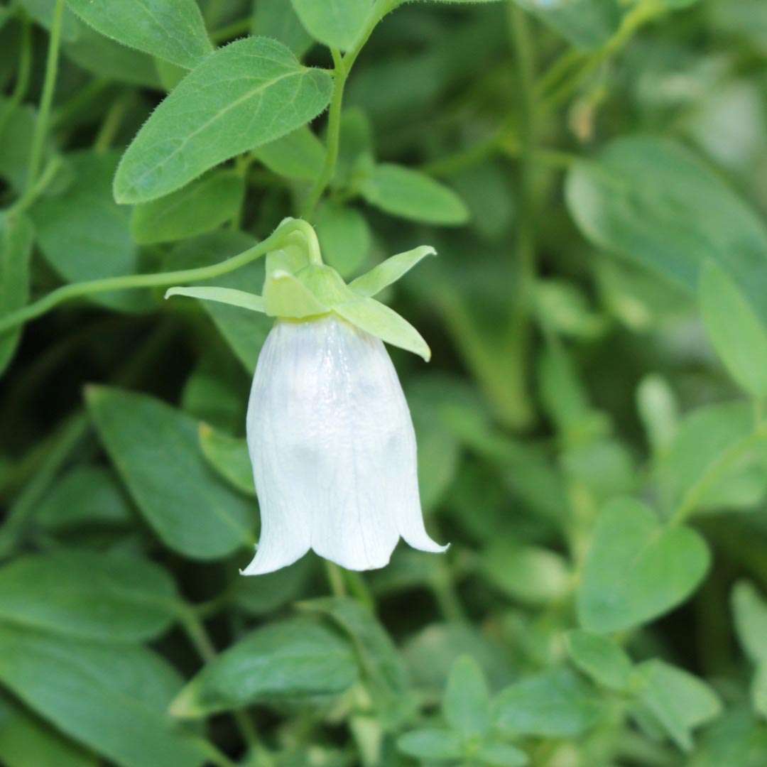 Adaptitude Organic Codonopsis Extract, 50 ml - Elliotti