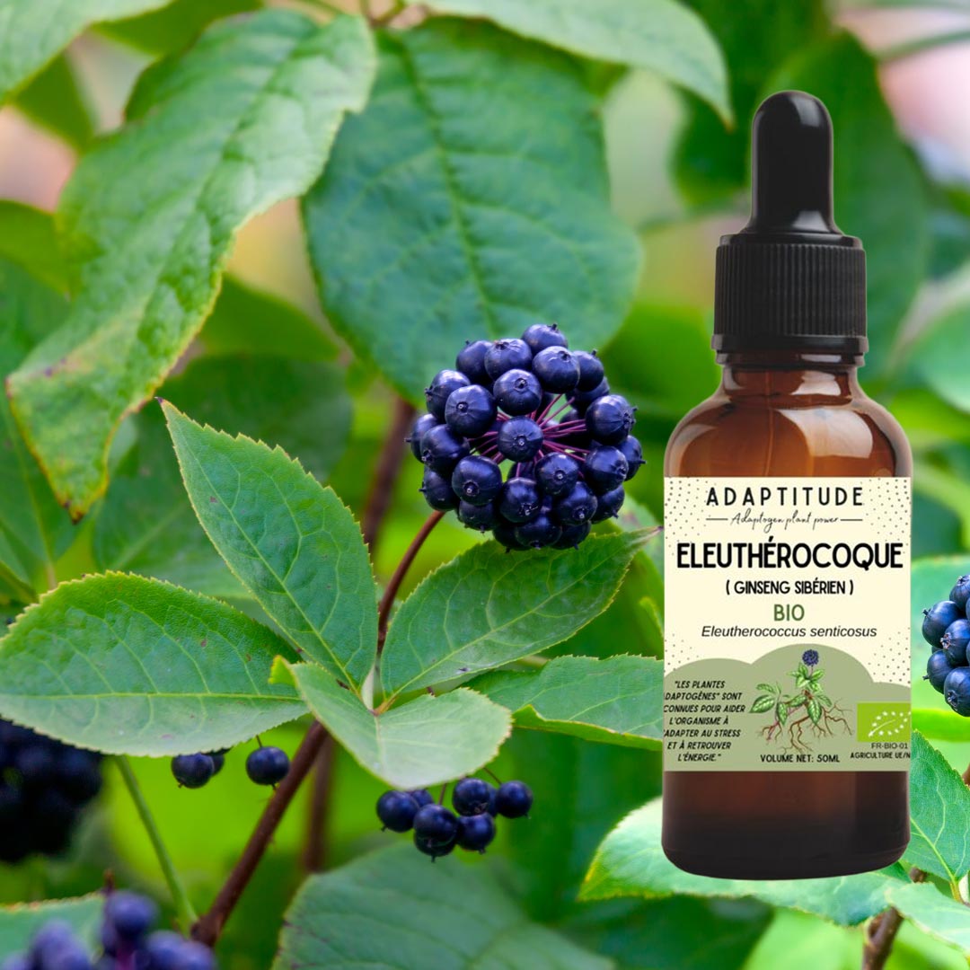 Adaptitude Organic Eleutherococcus (Siberian Ginseng) Extract, 50 ml - Elliotti