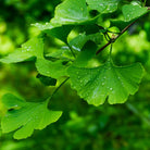 Bioptimal Organic Ginkgo Biloba, 200 capsules - Elliotti