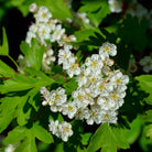 Bioptimal Organic Hawthorne, 200 capsules - Elliotti