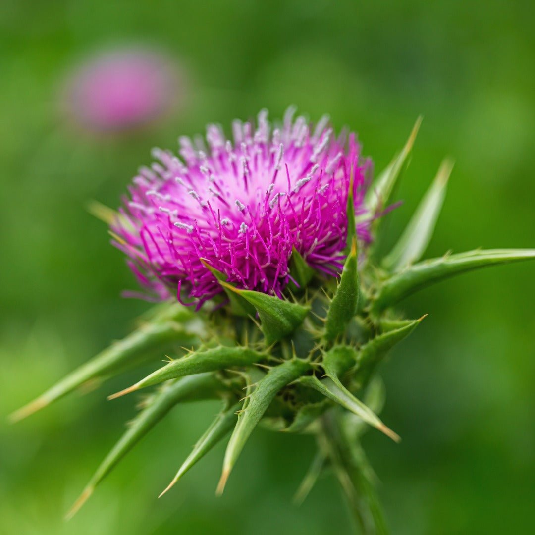 Bioptimal Organic Milk Thistle, 200 capsules - Elliotti