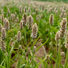 Bioptimal Organic Psyllium Powder, 500g - Elliotti