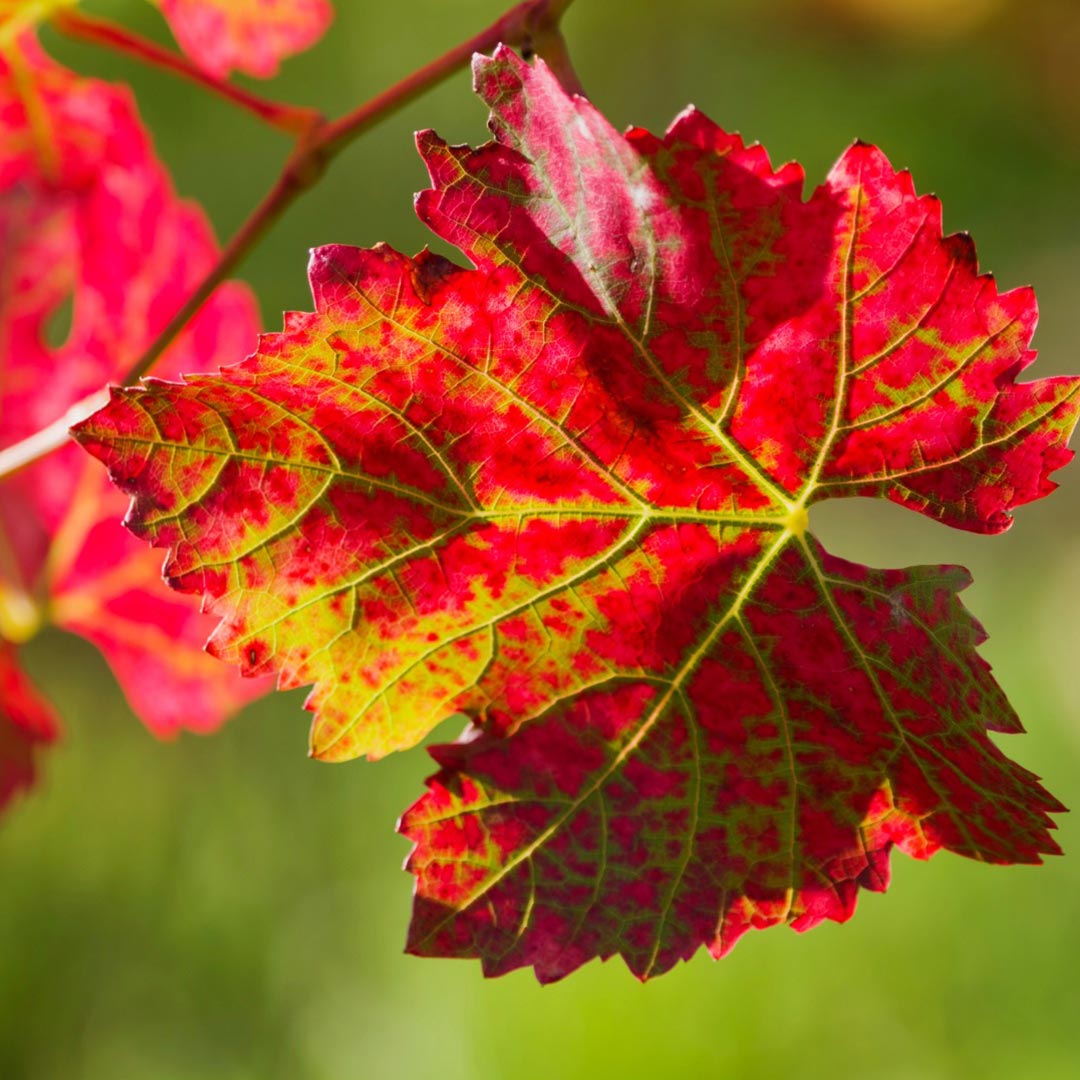 Bioptimal Organic Red Vine, 200 capsules - Elliotti