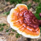 Adaptitude Organic Reishi Extract - Mushroom of Immortality, 50 ml - Elliotti