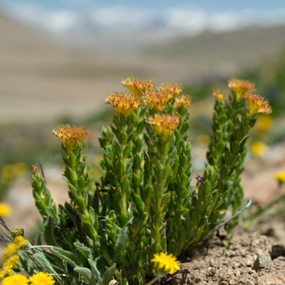 Adaptitude Organic Rhodiola Extract, 50 ml - Elliotti