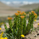 Adaptitude Organic Rhodiola Extract, 50 ml - Elliotti