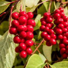 Adaptitude Organic Schisandra Extract, 50 ml - Elliotti