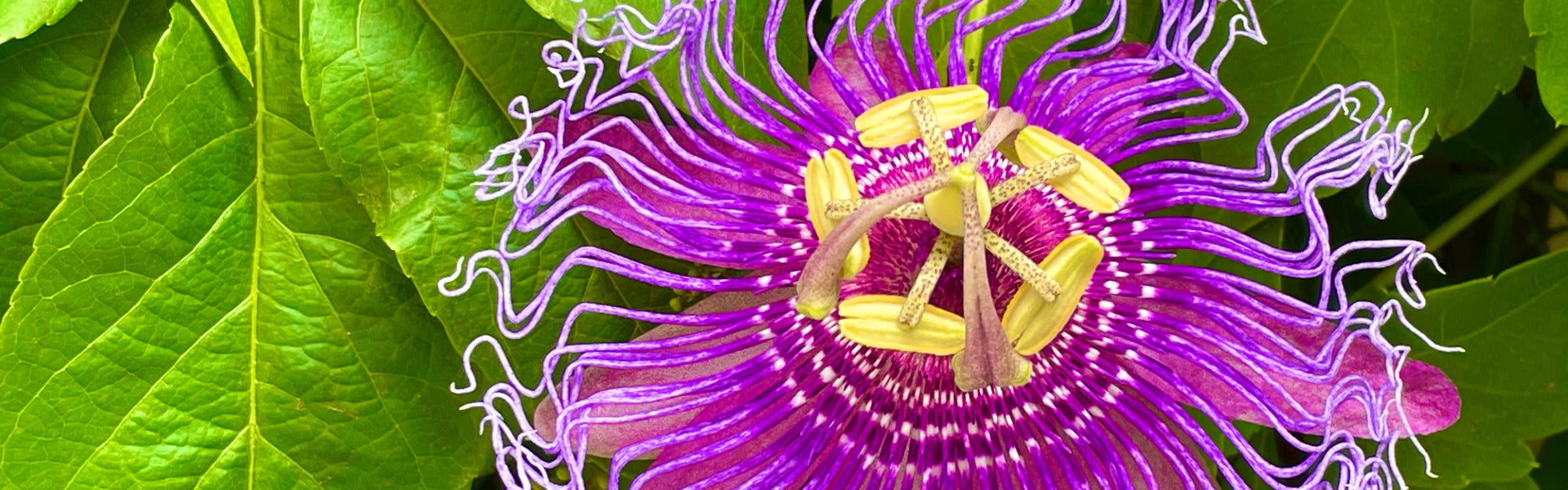 Close-up of a vibrant purple passionflower with green leaves in the background
