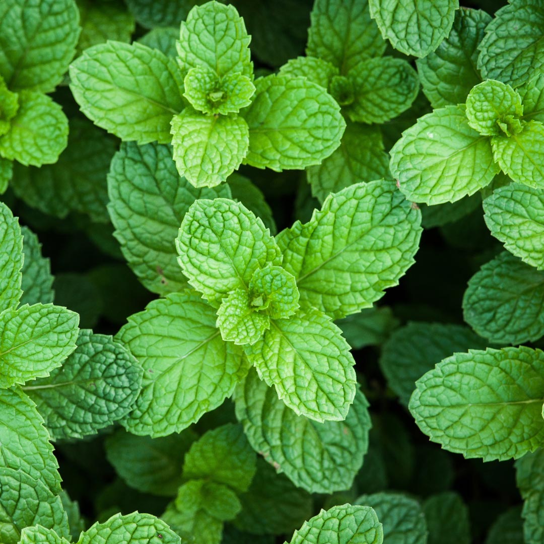Peppermint leaves - Elliotti