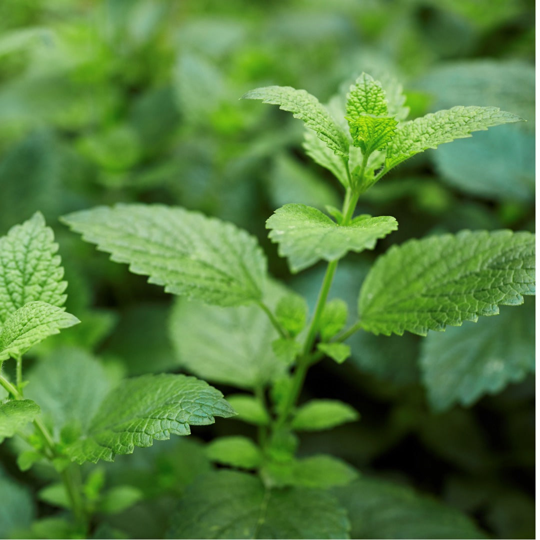 Close-up of fresh green leafy peppermint plant stems with serrated oval leaves in a natural outdoor setting with a soft blurred background.