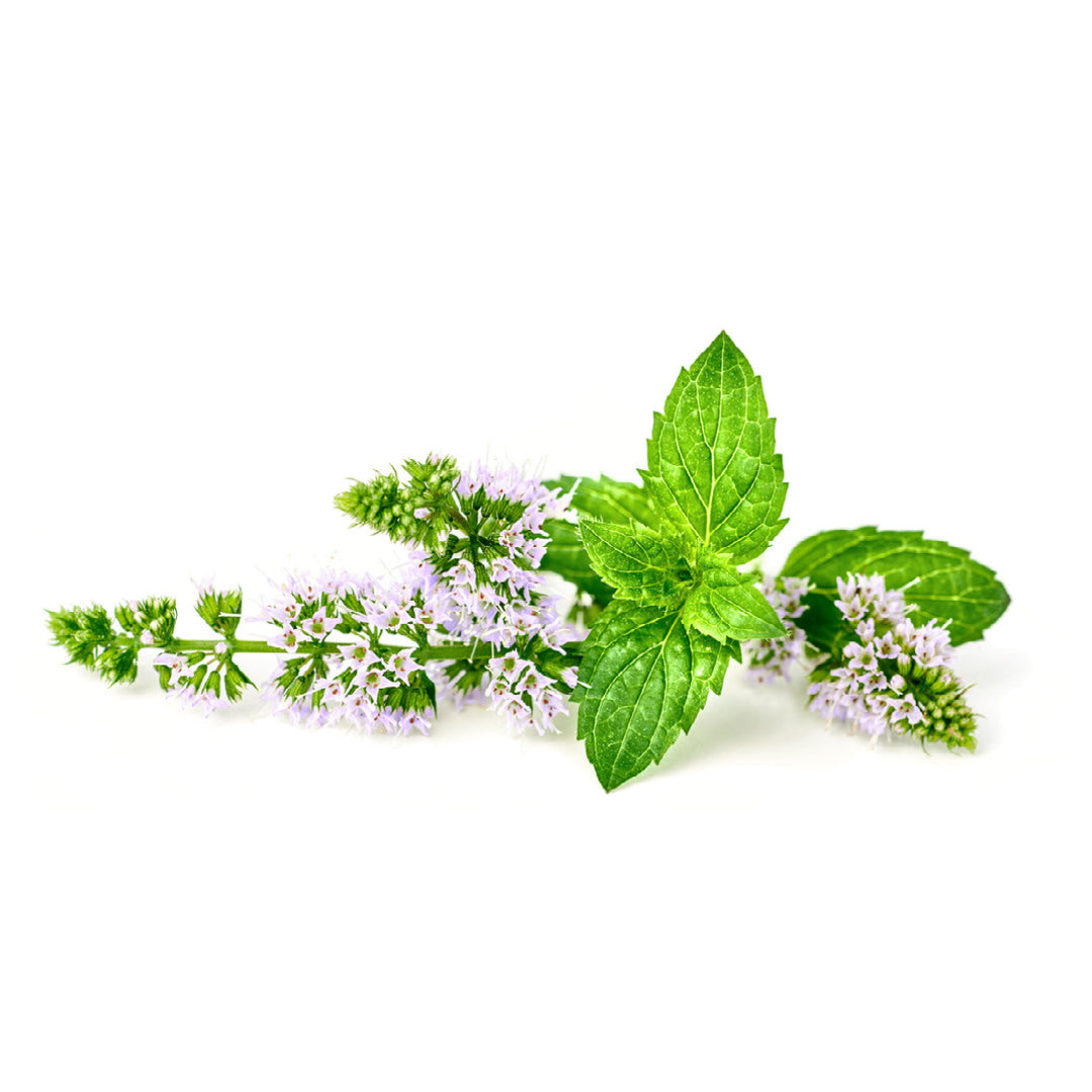 A peppermint branch with leaves and flowers