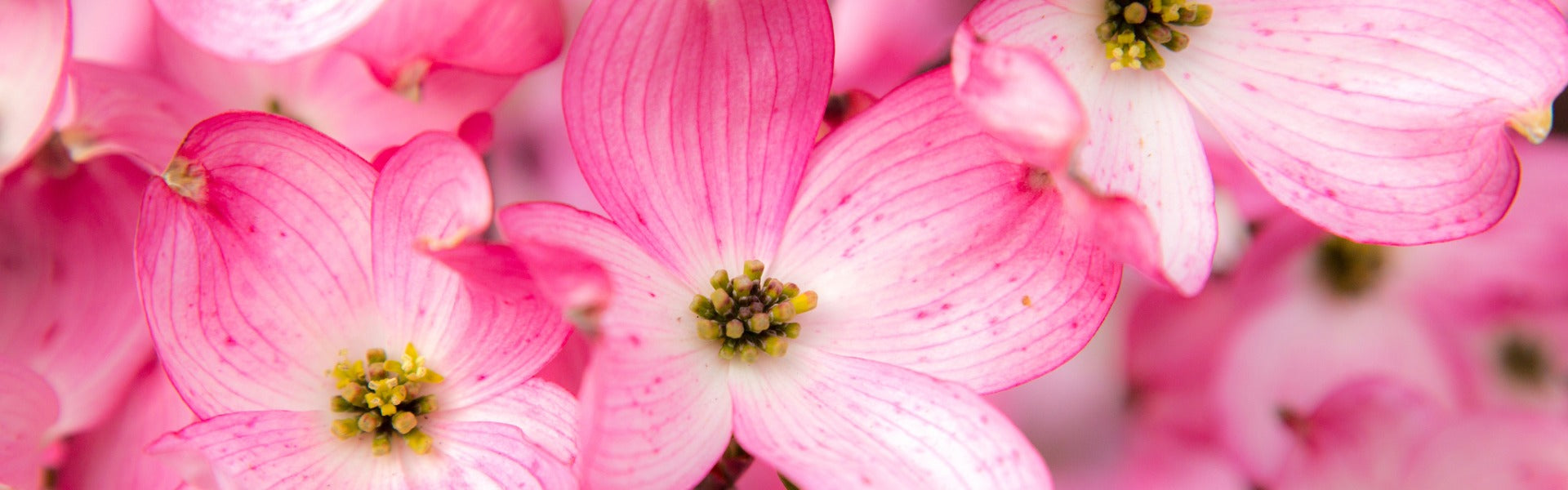 Close-up of pink flowers with a blurred background - Dogwood flowers
