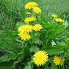 Propos'Nature POE No. 1 Fucus Seaweed & Dandelion, 100ml - Elliotti