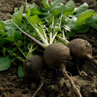 Propos'Nature POE No. 2 Dandelion & Black Radish, 100ml - Elliotti