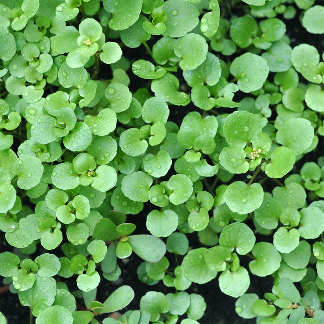 Propos'Nature POE No. 6 Watercress, 100ml - Elliotti