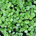 Propos'Nature POE No. 6 Watercress, 100ml - Elliotti