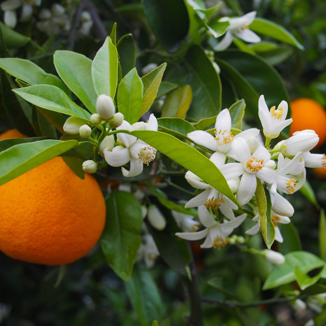 Propos'Nature POE No. 7 Orange Blossom, 100ml - Elliotti