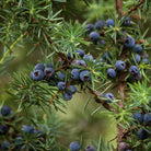 Propos'Nature POE No. 8 Juniper & Nettle, 100ml - Elliotti