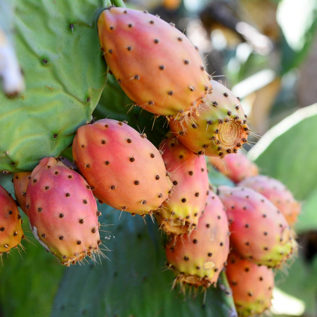 Laboratoire Propos'Nature Prickly Pear Organic Vegetable Oil, 5ml - Elliotti