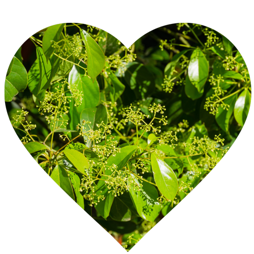 A heart shaped image of Ravintsara tree