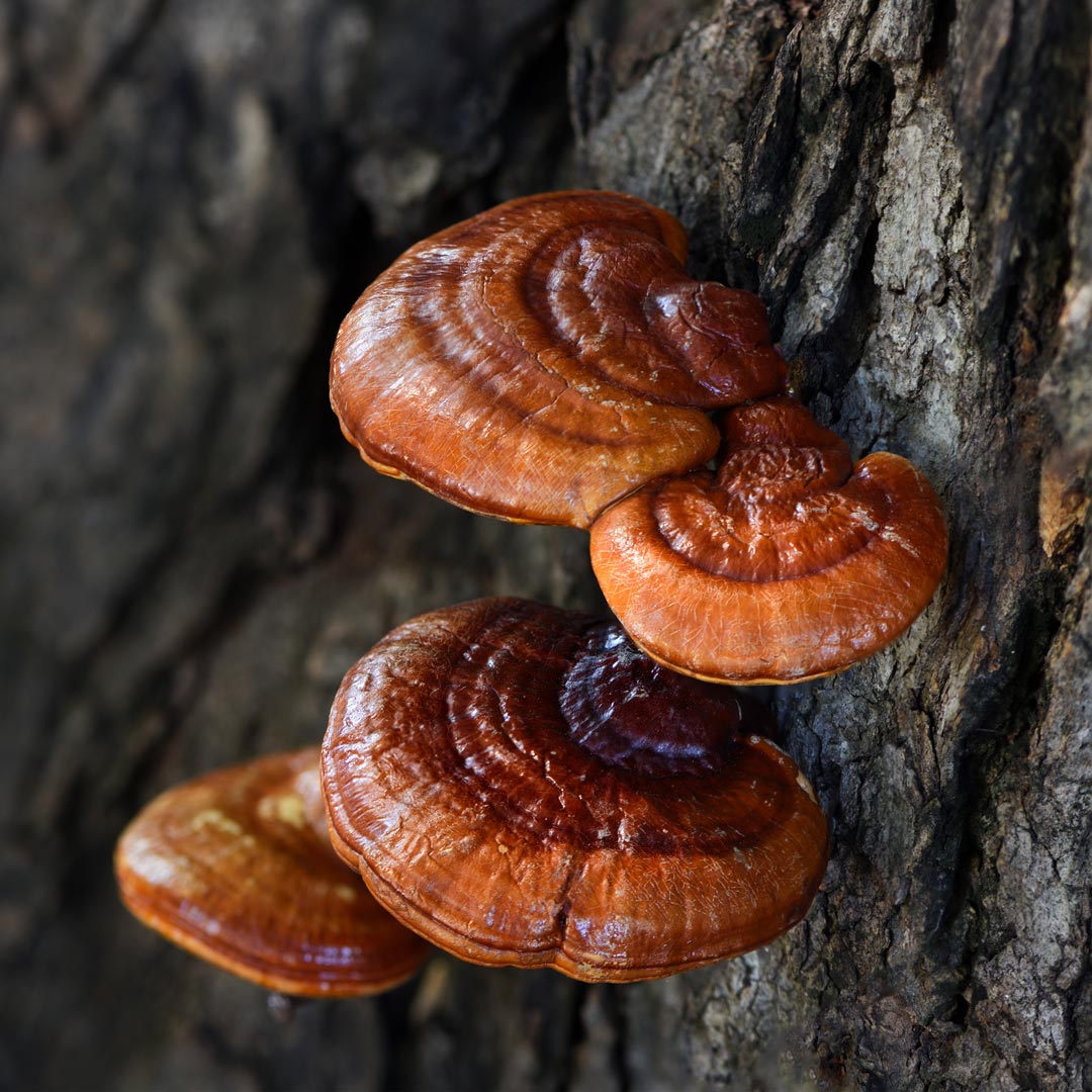 Reishi mushrooms - Ganoderma Lucidum - growing on a tree trunk - Elliotti