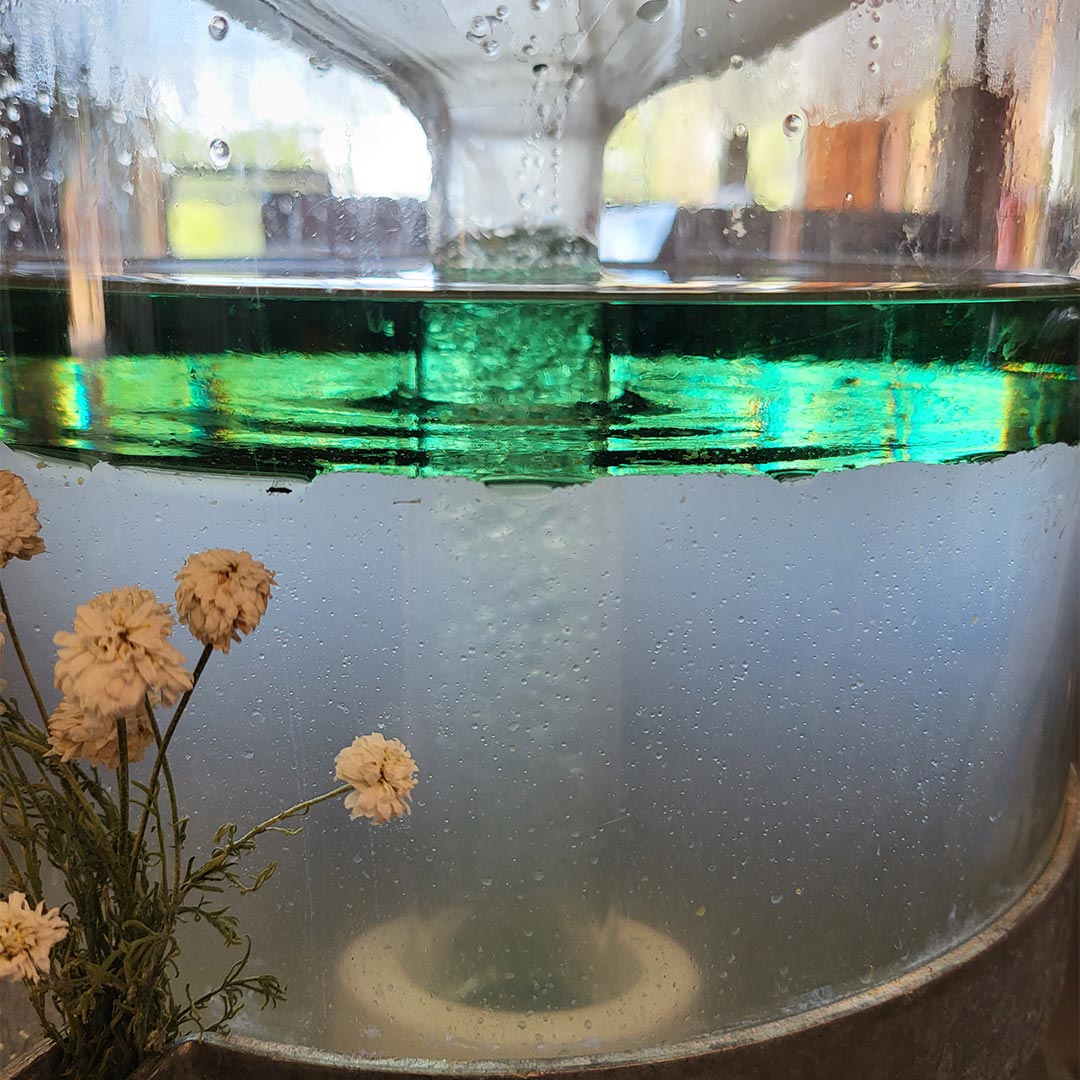 Essenciagua Roman Chamomile Organic Hydrosol, 250ml - Elliotti