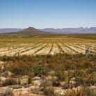 Bioptimal Rooibos Organic Infusion - Elliotti