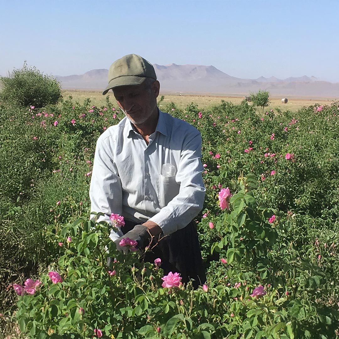 Essenciagua Rose Damask Organic Hydrosol, 250ml - Elliotti