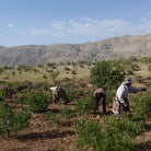 Essenciagua Rose Damask Organic Hydrosol, 250ml - Elliotti