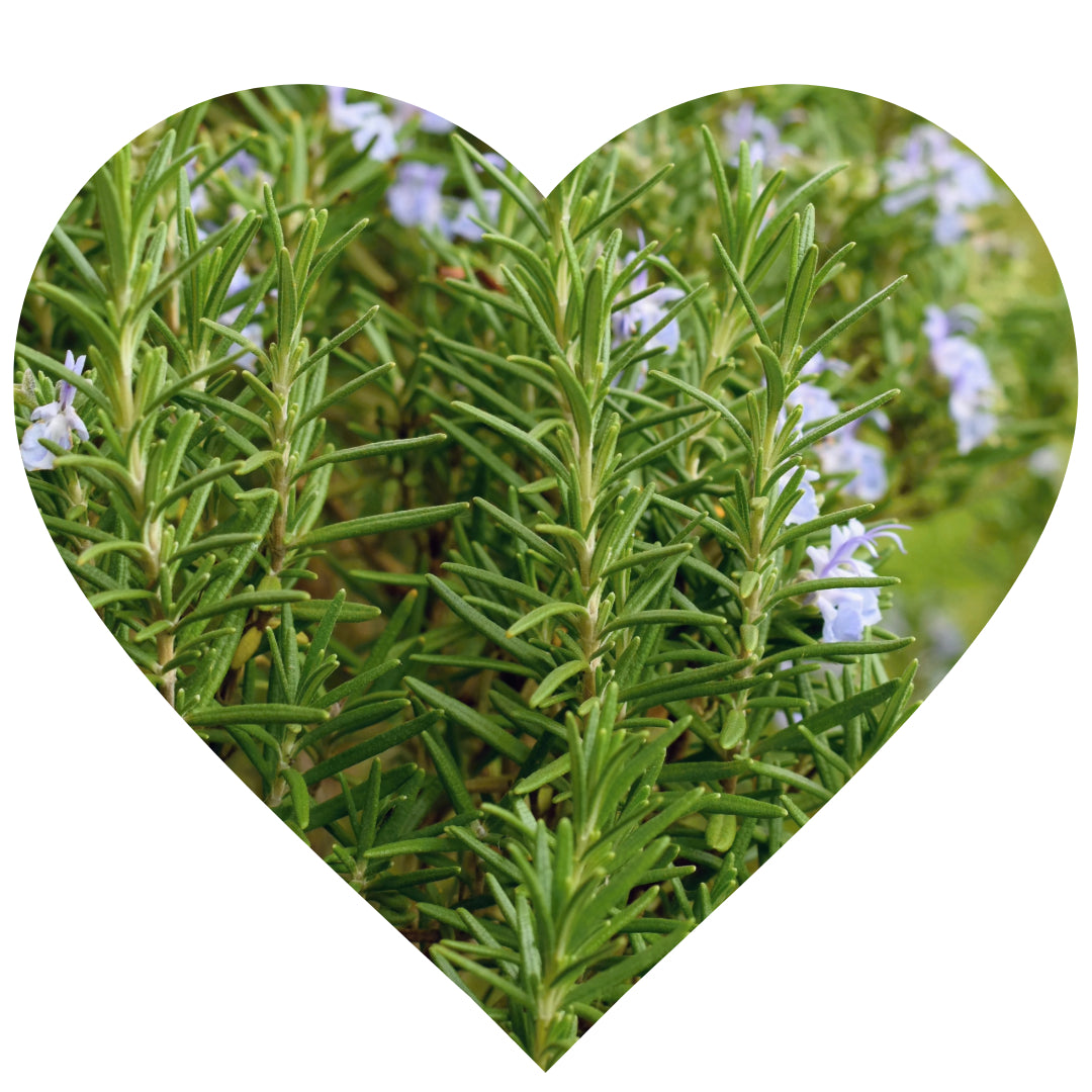 Rosemary plant with purple flowers-Elliotti