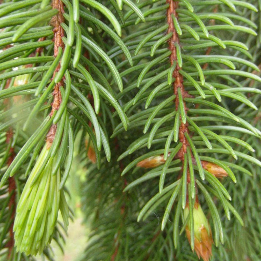Essenciagua Silver Fir Organic Essential Oil, 5ml - Elliotti